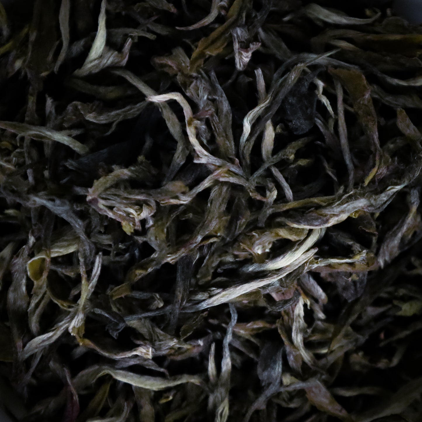 Ilam Wild Coast Green