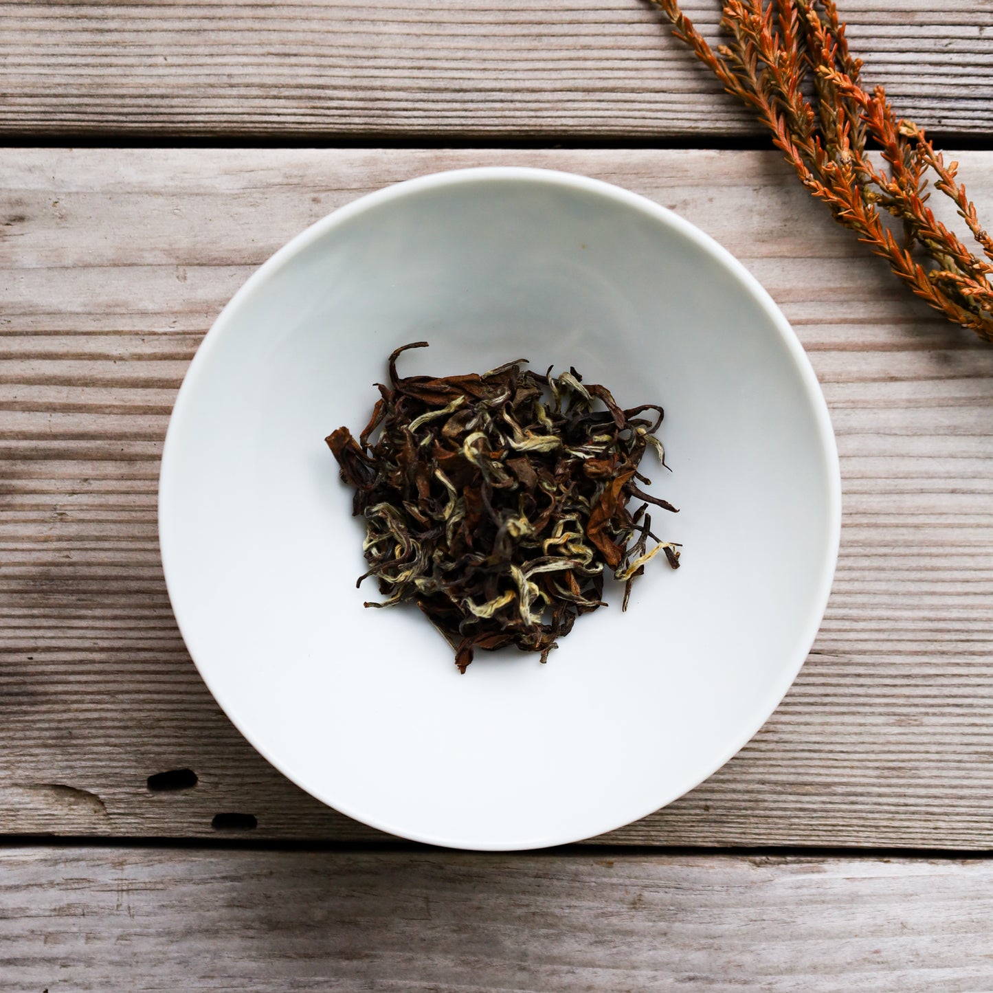 Koshi Lost Forest Black